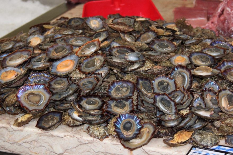 Mořské potvůrky, Funchal, Madeira