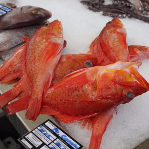 Mořské potvůrky, Funchal, Madeira