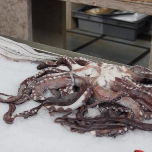 Mořské potvůrky, Funchal, Madeira