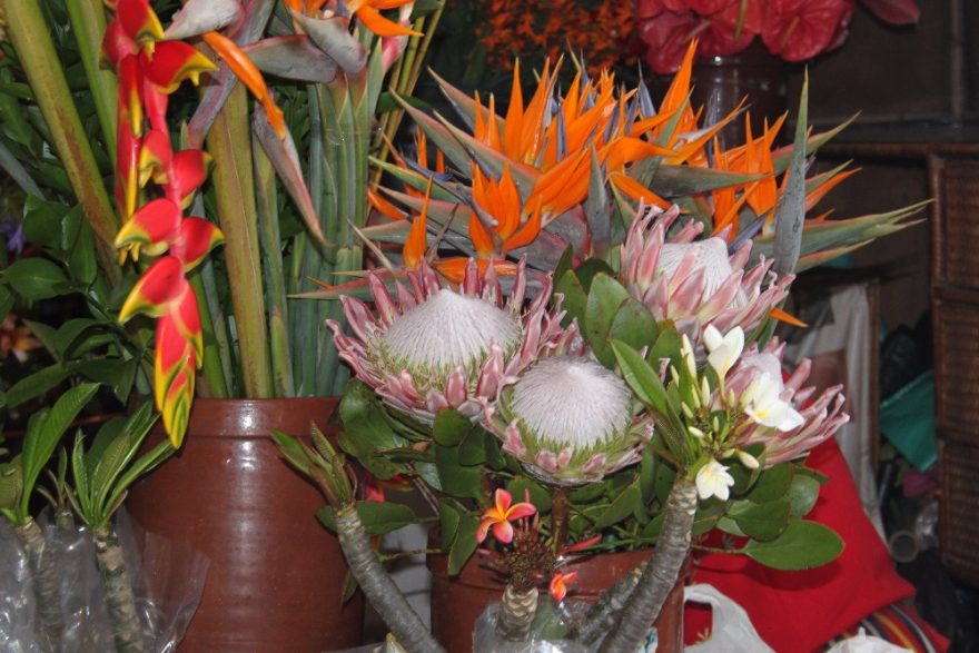 Květiny na tržnici, Funchal, Madeira