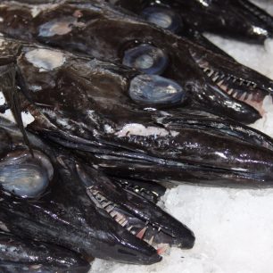 Tkaničnice atlantská, Funchal, Madeira