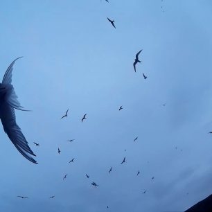 ptáci útočí aneb po stopách Alfreda Hitchcocka, Island