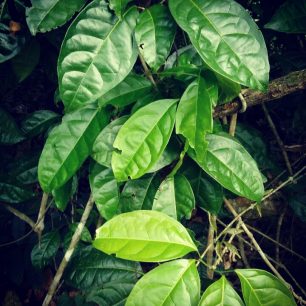 Léčivá rostlina Wayusa, Latinská Amerika