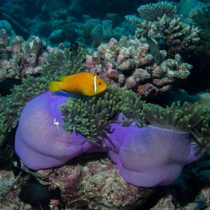 Bohatý podmořský svět, Maledivy