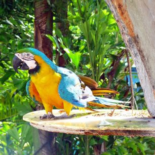Papoušek, Dominikánská republika