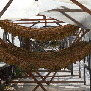 Tabák v Prilepu, Makedonie