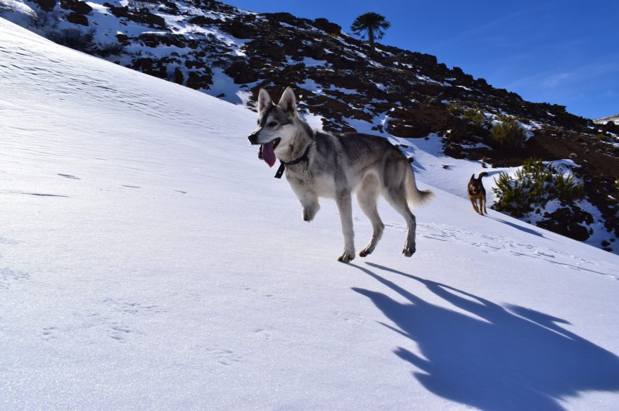 Anastázia přišla sice o nohu, ale i přesto zvládne přelézt plot a jít si vesele zaběhat, Argentina