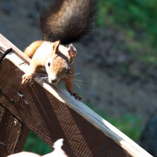 Malá zlodějka, přírodní rezervace Stolby, Rusko