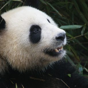 Panda velká, Chengdu, Čína