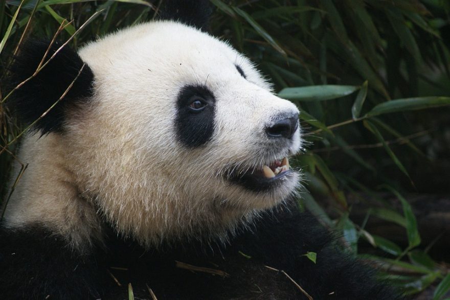 Panda velká, Chengdu, Čína