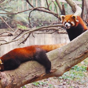 Panda červená, Chengdu, Čína