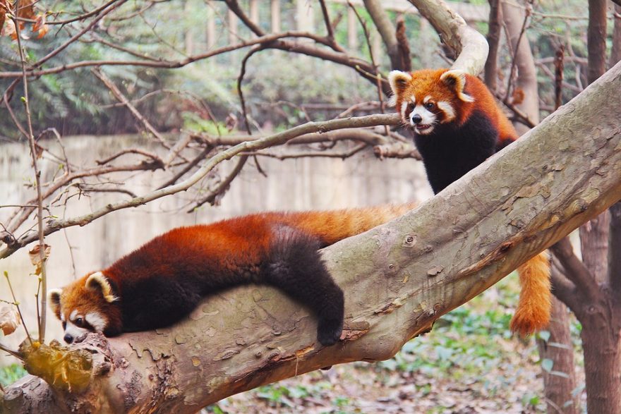 Panda červená, Chengdu, Čína