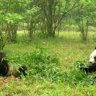 Panda velká, Chengdu, Čína