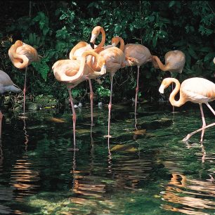 Plameňáci, Dominikánská republika