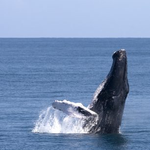 Pozorování velryb, Dominikánská republika