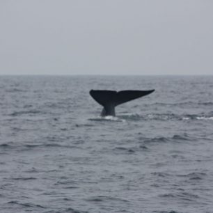 Pozorování velryb v Mirisse, Srí Lanka