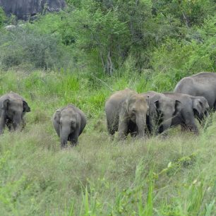 Sloni v Huluru Eco Parku, Srí Lanka