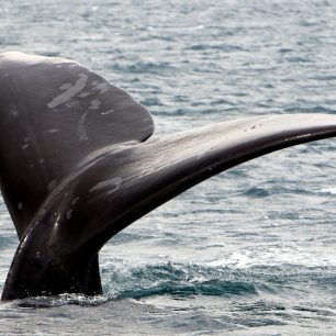 Poloostrov Valdés, Patagonie, Argentina
