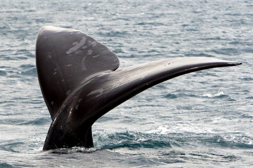 Poloostrov Valdés, Patagonie, Argentina