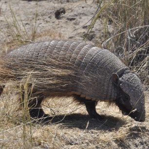 Poloostrov Valdés, pásovec, Patagonie, Argentina