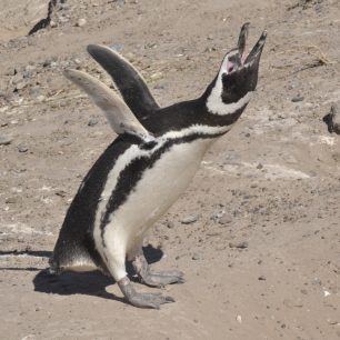 Punta Tombo, Patagonie, Argentina