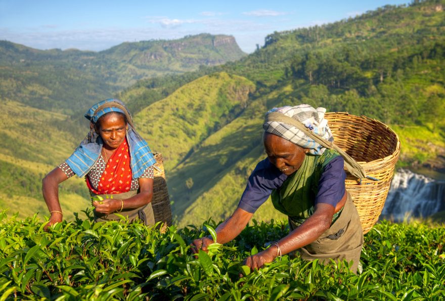 Sběračky čaje na Srí Lance, zdroj: shutterstock.com