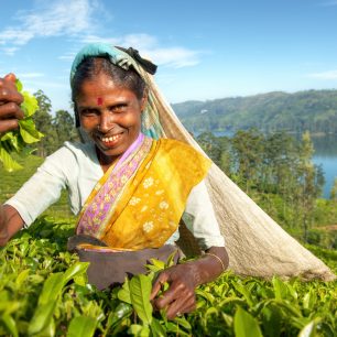 Srí Lanské sběračky čaje, zdroj: shutterstock.com