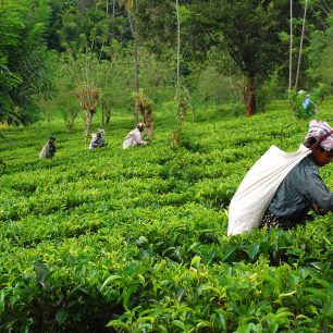 Kandy, sběračky čaje, Srí Lanka, zdroj: shutterstock.com