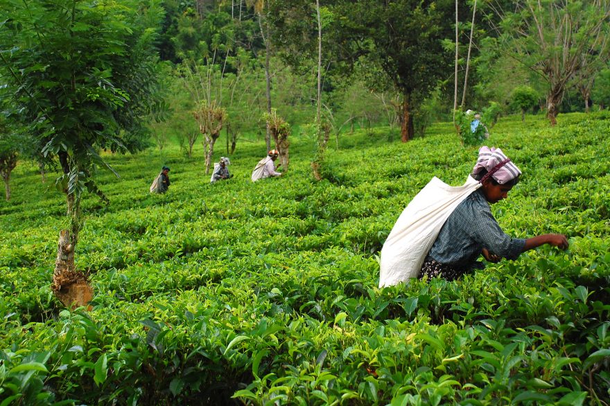 Kandy, sběračky čaje, Srí Lanka, zdroj: shutterstock.com