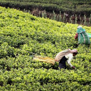 Tamilští sběrači na čajových plantážích, Srí Lanka