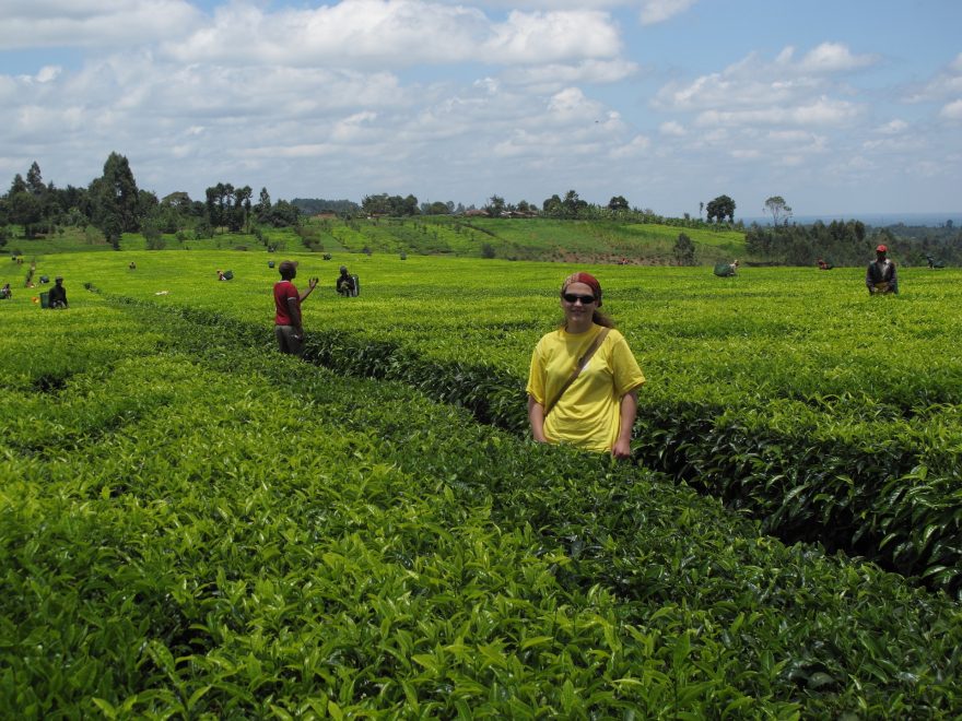 Čajovníková plantáž