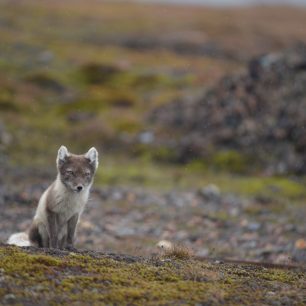 Polární liška v letním kabátku, Špicberky