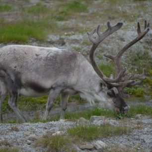 Špicberský sob není na pastvu náročný, Špicberky