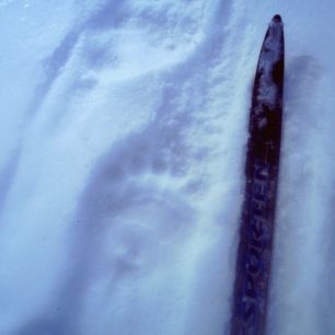 Stopa ledního medvěda, Špicberky