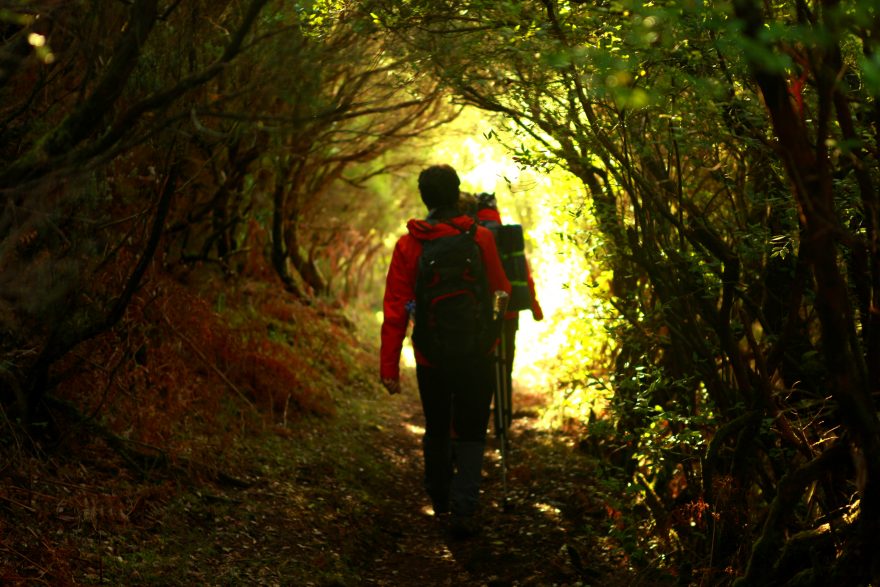 Vavřínový prales, Madeira