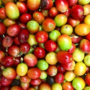 Kávové bobule, Kostarika