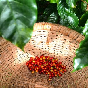 Kávové bobule, Kostarika