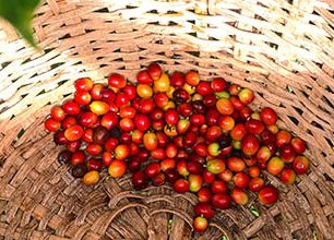 Kostarika: Putování za historií kávy