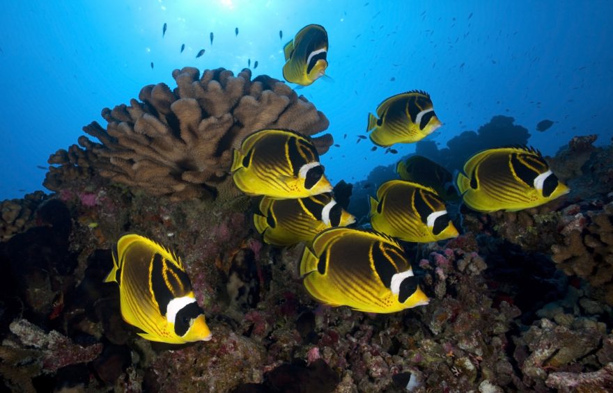 Za podvodním světem se vydejte do Kolumbie, zdroj: shutterstock.com