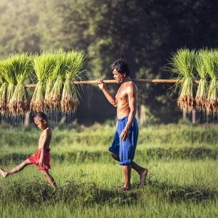 Obdělávání rýžových polí, Jihovýchodní Asie, zdroj: shutterstock.com