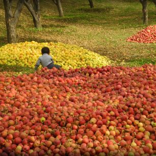 Podzimní úroda jablek, Kok taš, Kyrgyzstán