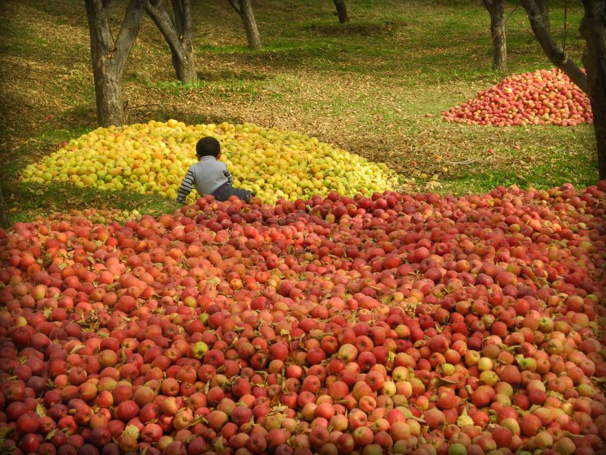 Podzimní úroda jablek, Kok taš, Kyrgyzstán