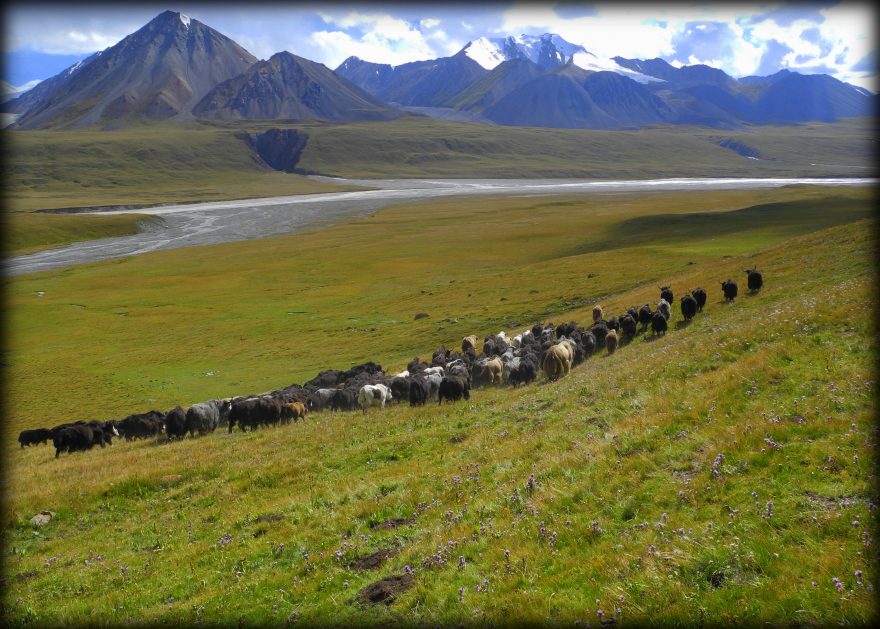 Údolí řeky Sarydžaz a jaci, Kyrgyzstán