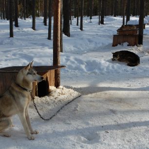 Psi zvyklí na zimu a tažení spřežení, Laponsko, Finsko, zdroj: pixabay