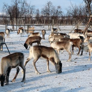 Stádo sobů, Laponsko, zdroj: pixabay