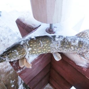 Štika, kterou jsme chytili na jezeře u chaty, Finsko