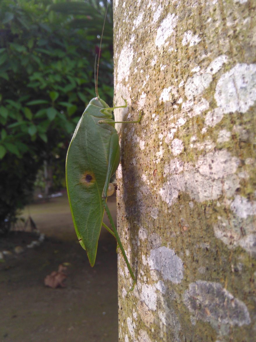 Místní fauna, Ekvádor