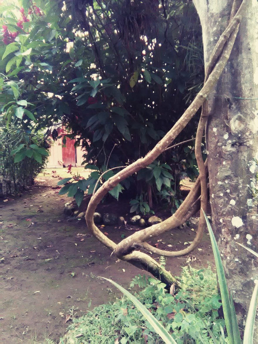 Liána Ayahuasca neboli Nepi, Ekvádor