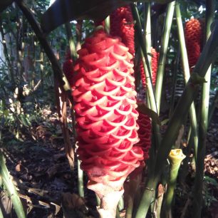 Místní tropická vegetace, Ekvádor