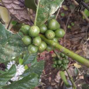 Nezrala zrna kávovníku, Ekvádor